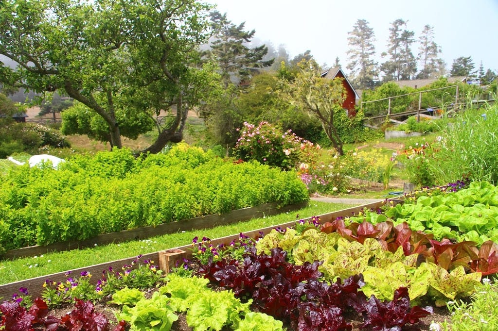 Certified-organic vegetable gardens at Stanford Inn by the Sea