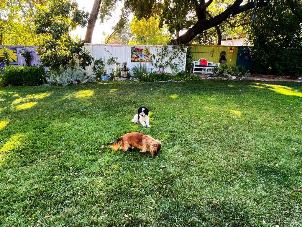 Two dogs in the backyard garden lawn at the Lavender Inn