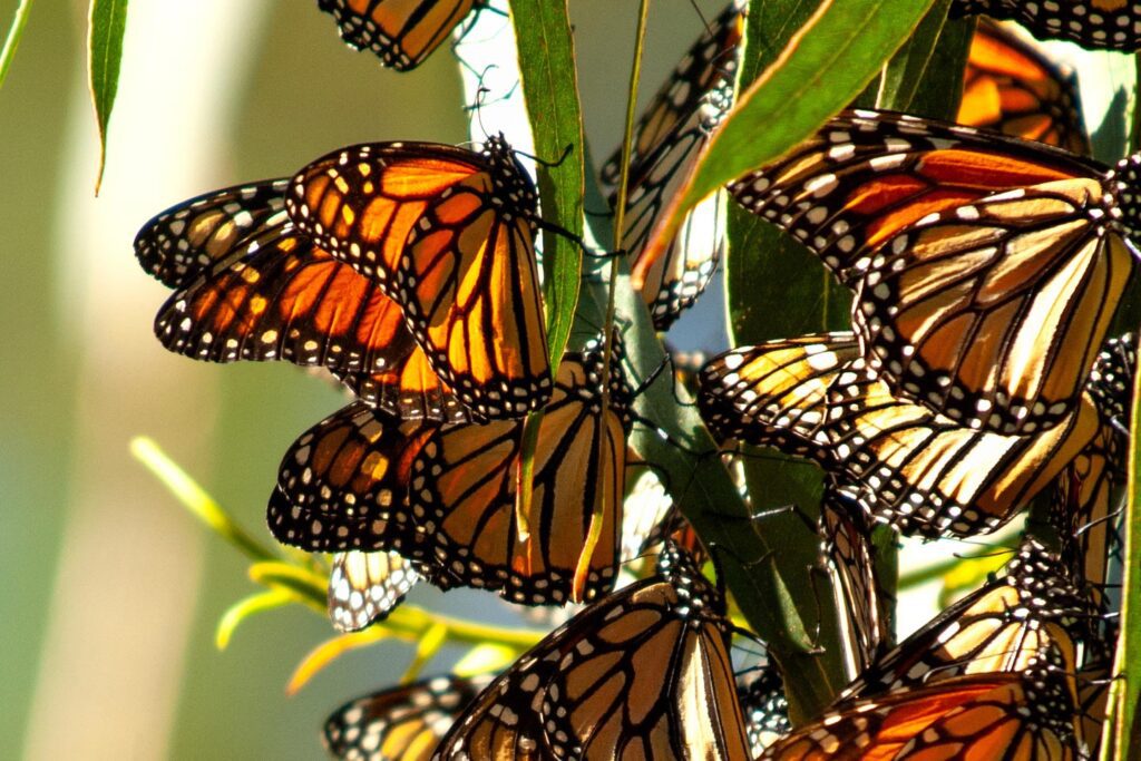 Monarch butterflies clustering in a eucalyptus grove.