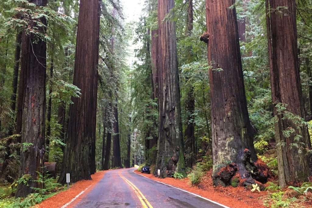 Avenue of the Giants