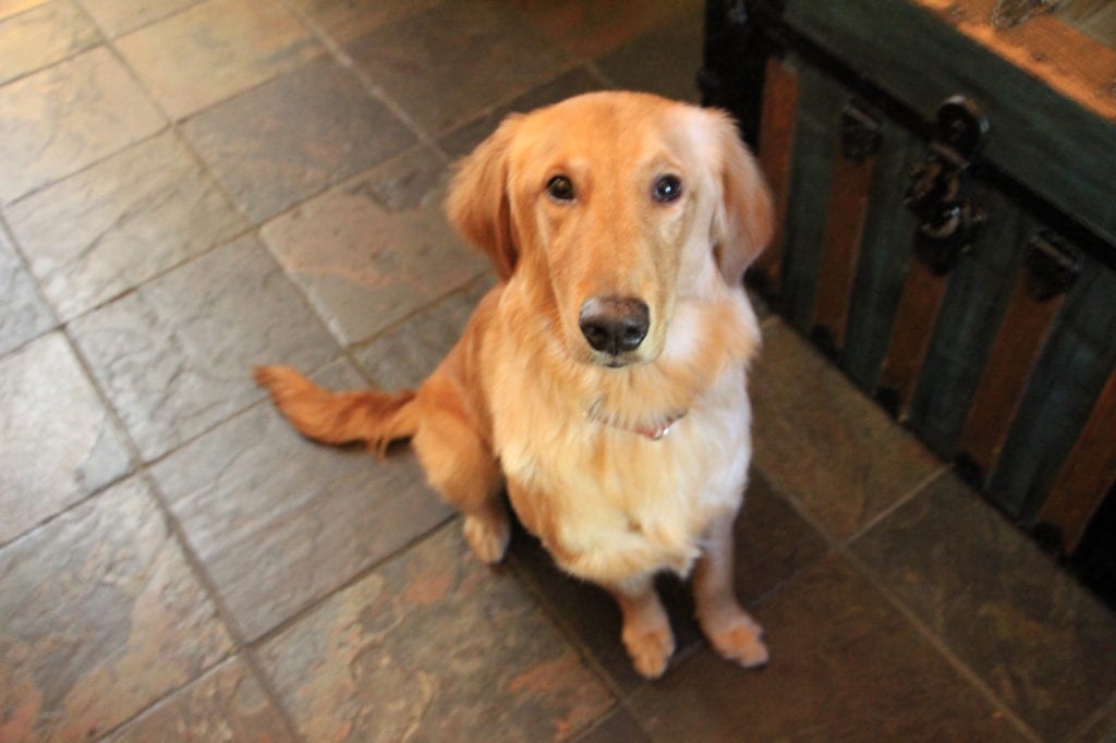 The McCaffrey House's resident pup