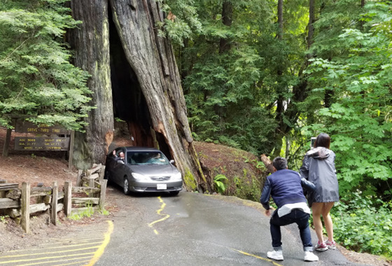 Shrine Drive Thru Tree
