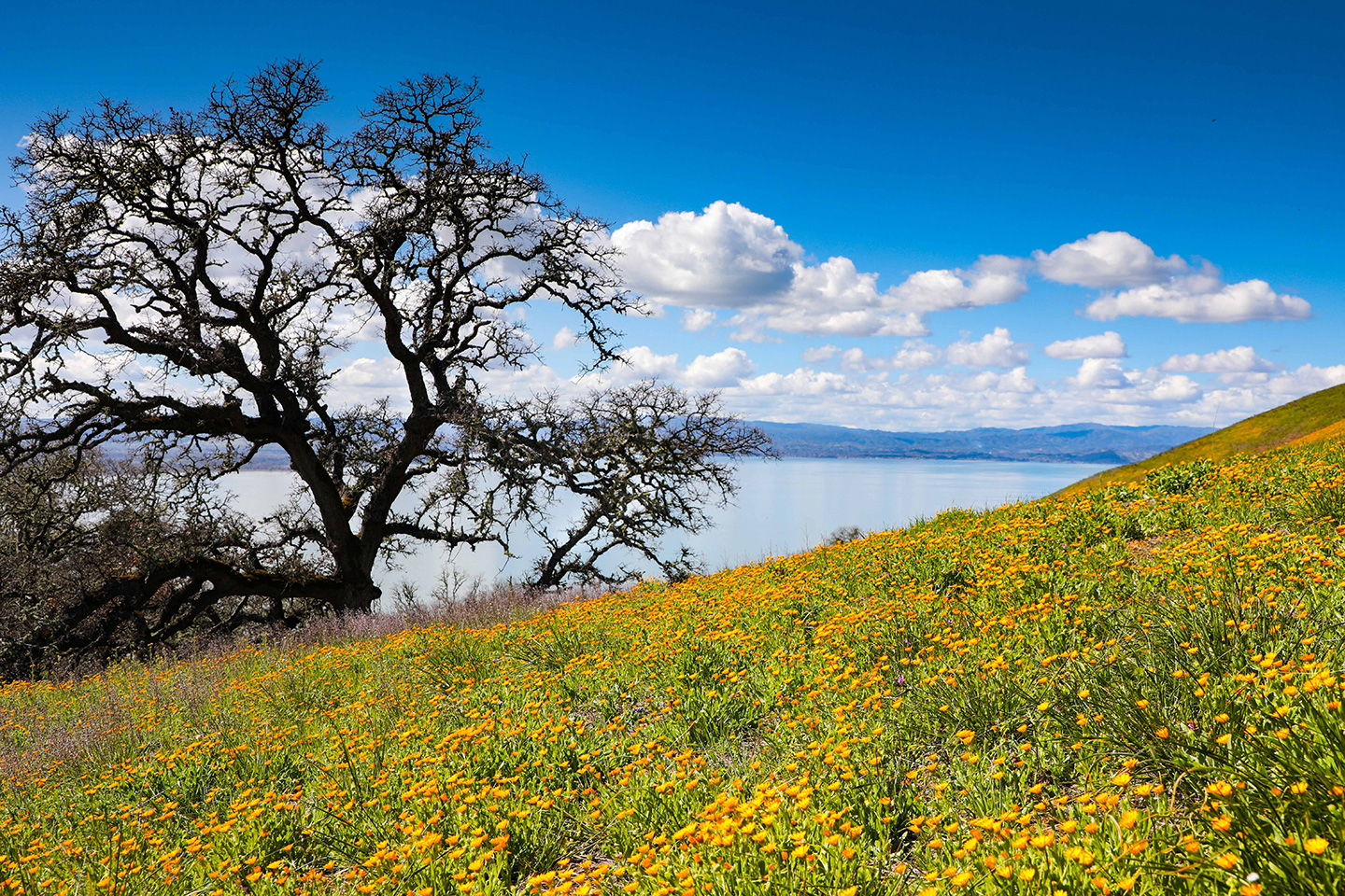 Spring Time California 9 California Destinations for Spectacular Spring Wildflowers | Boutique ...