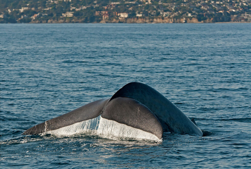 Blue whale of fthe coast of Dana Point