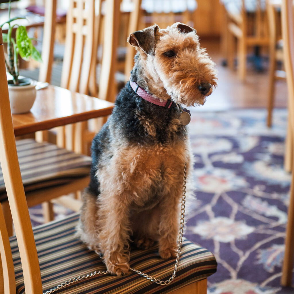 Dog in the lobby of Stanford Inn by the Sea