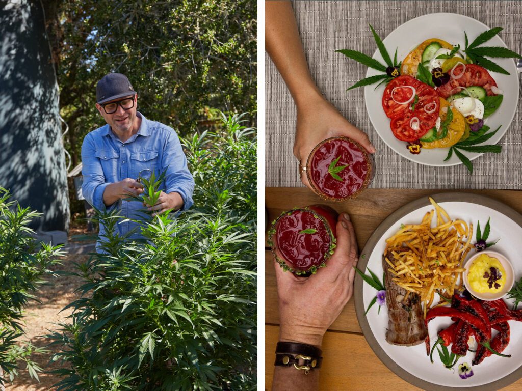 A cultivator inspecting plants in a cannabis garden and an overhead photo of an infused dinner at Mine + Farm