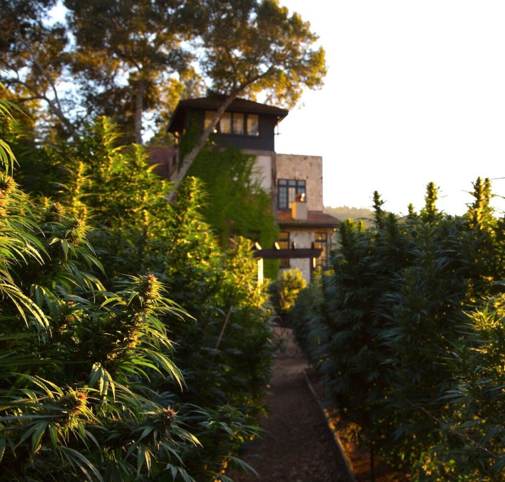 Cannabis farm at The Madrones