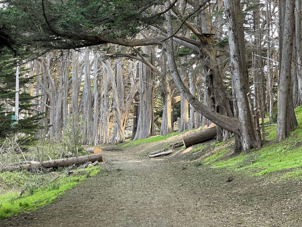 Cypress forest at Fitzgerald Marine Preserve