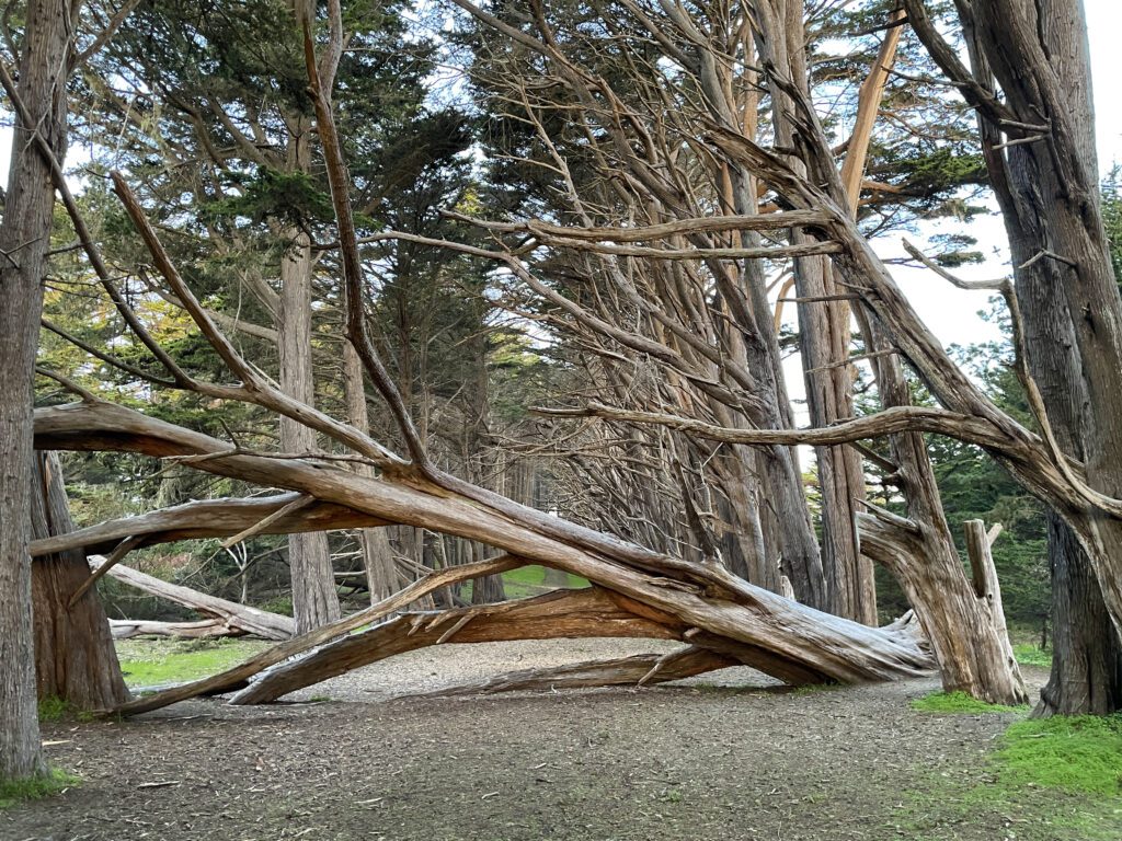 Cypress forest at Fitzgerald Marine Preserve
