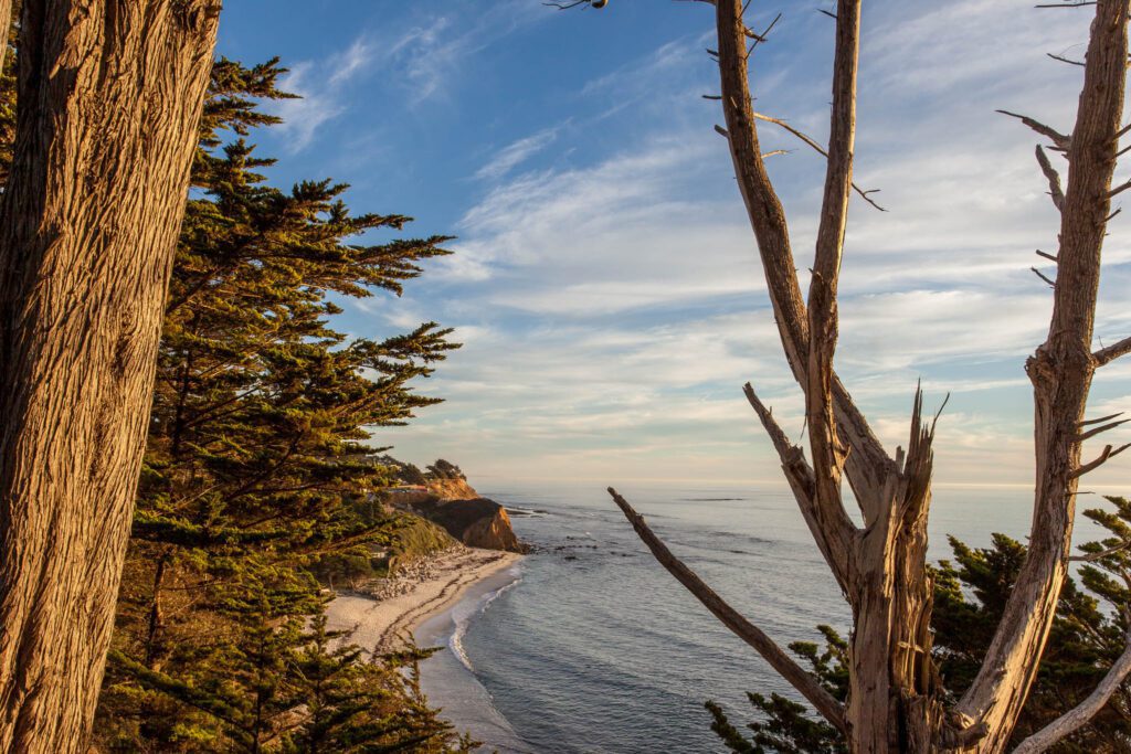 A beach framed by cypress trees