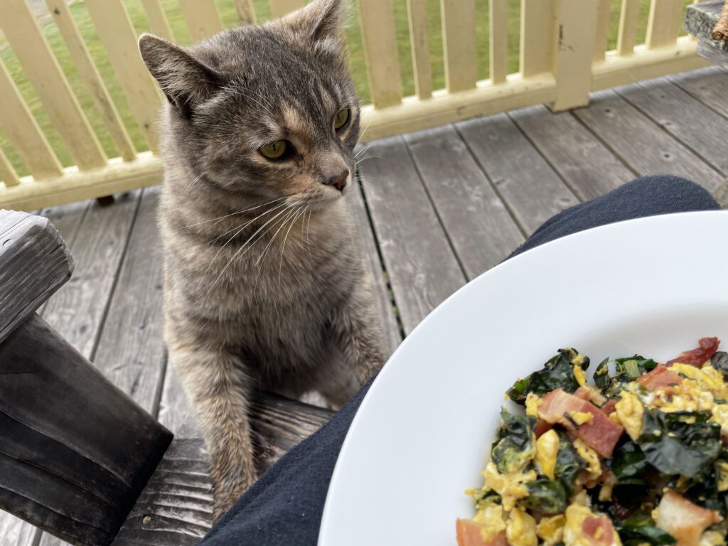 Breakfast with one of the resident cats at Mar Vista Farm + Cottages
