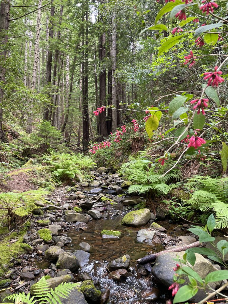 Redwood trees and a creek
