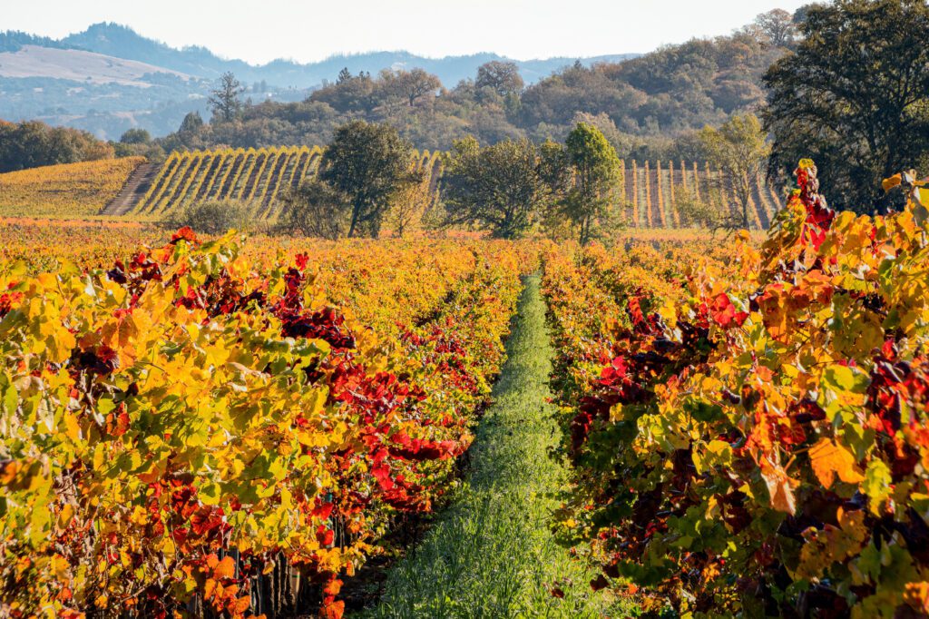 vineyard in with a range of fall colors 