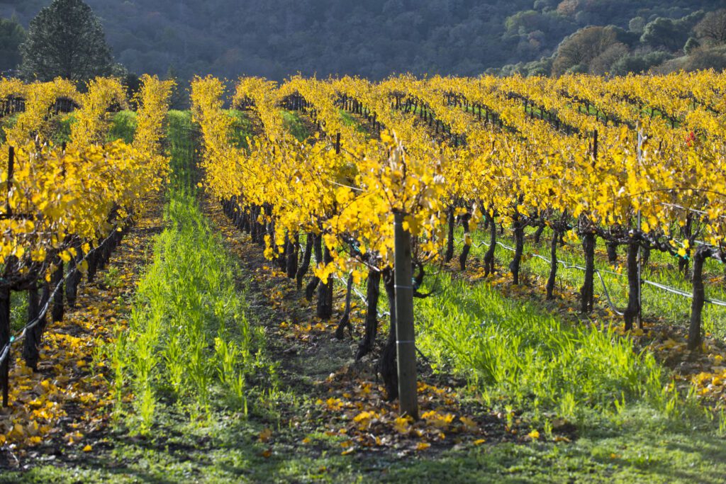 Vineyard with rows of yellow vines in the fall