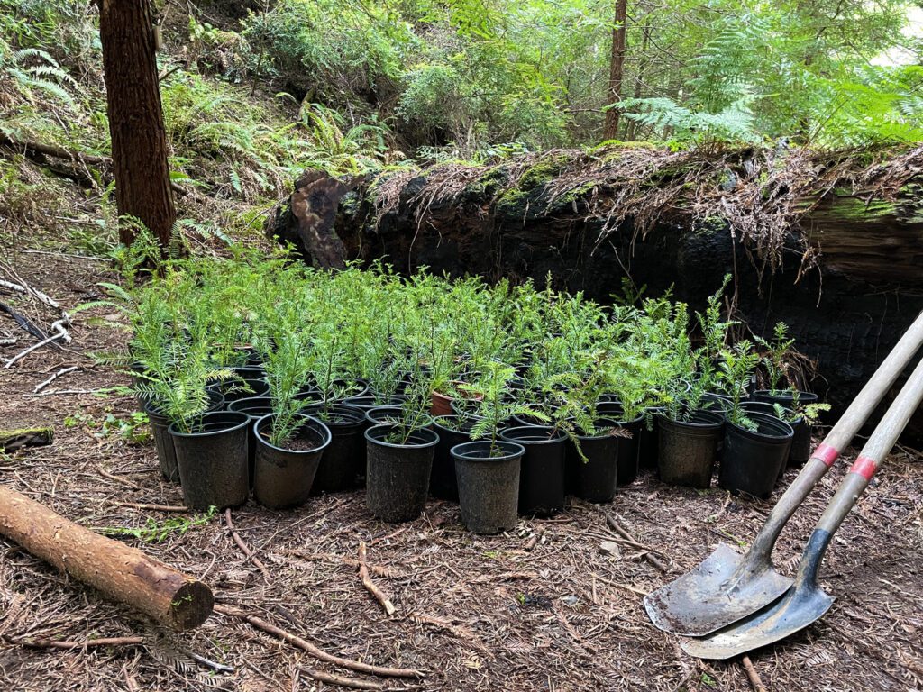 Nursery at Inn at Newport Ranch