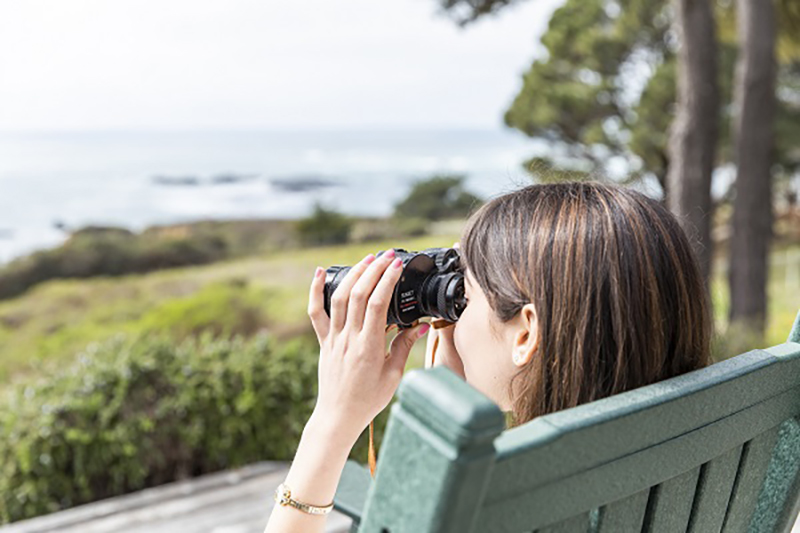 Whale watching from Little River Inn
