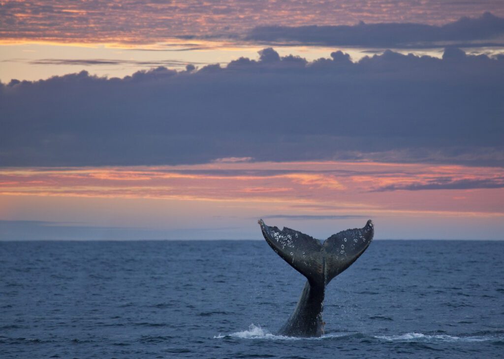 Gray whale tail at sunset