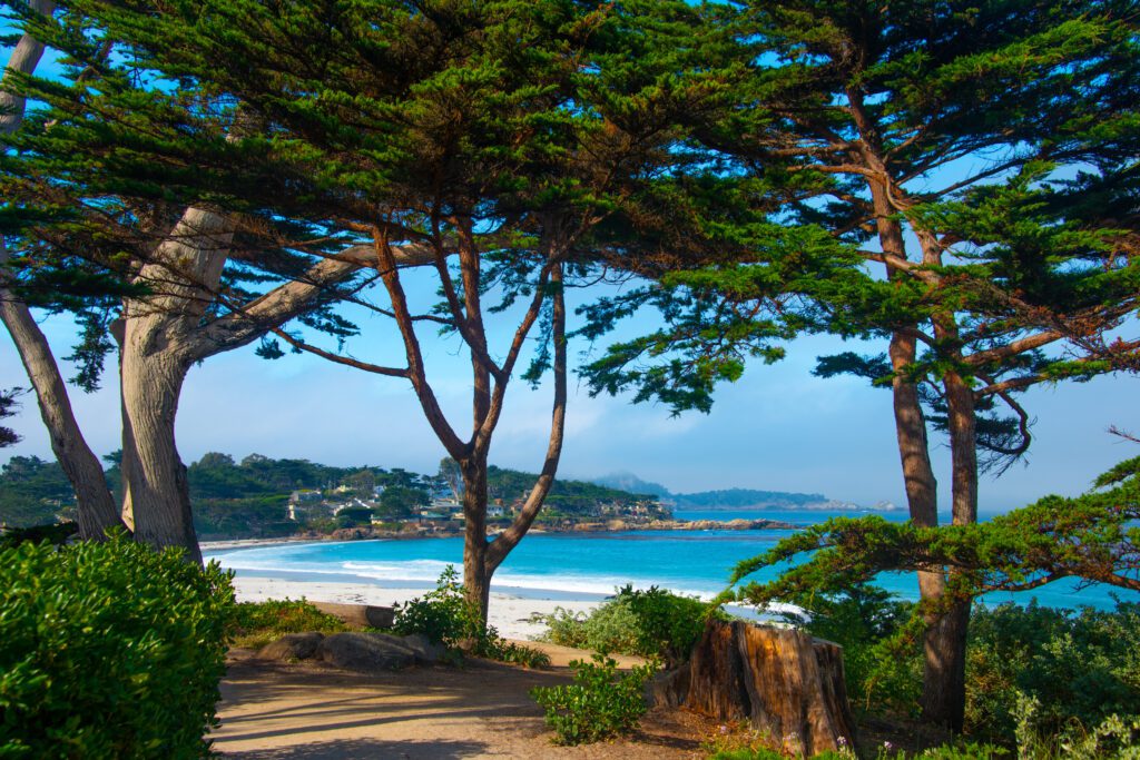 Carmel Beach and cypress trees