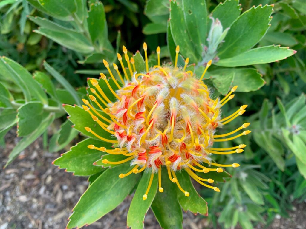 Protea at the UC Botanical Garden at Berkeley