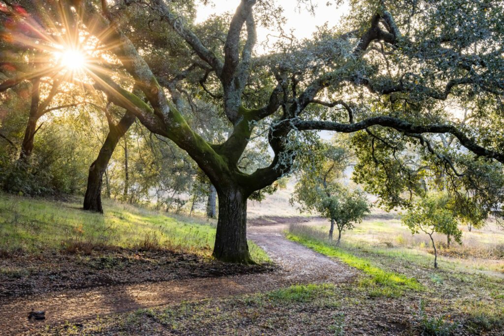 California Oaks Trail at Sonoma Botanical Garden
