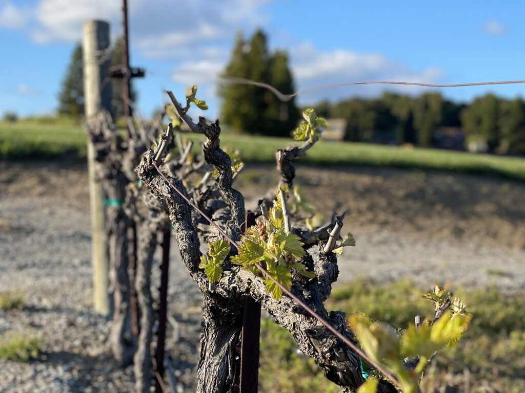 Bud break at Opolo Vineyards in the spring