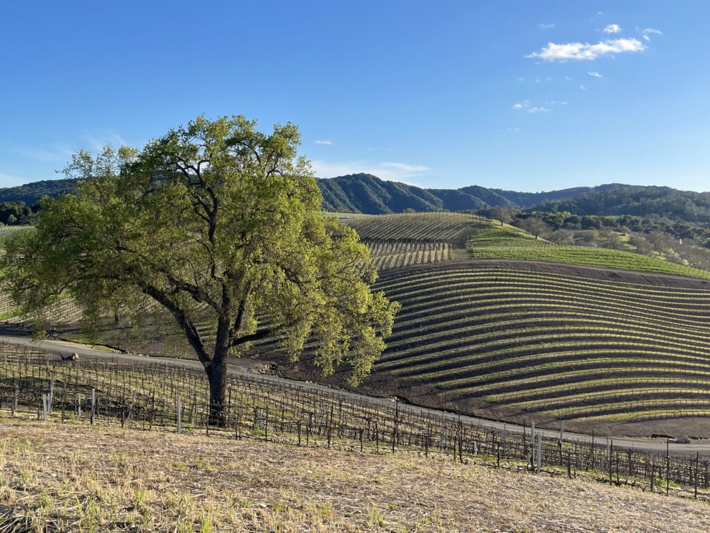 Opolo Vineyards in the spring