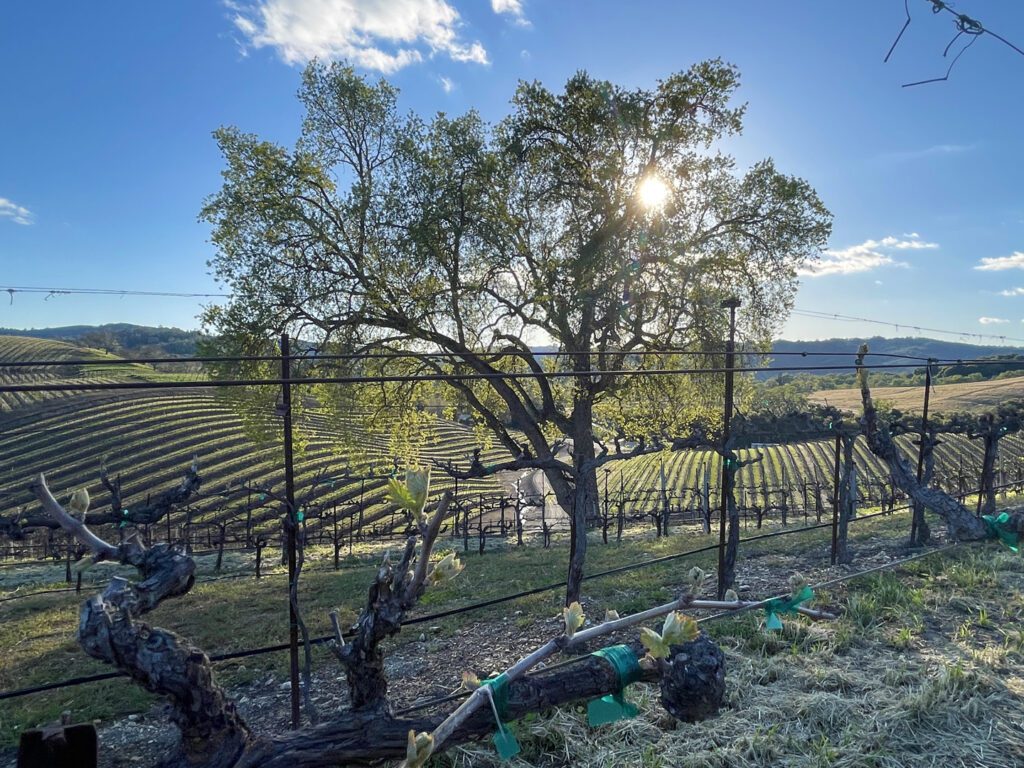 Sun shining through an oak tree standing amid vineyards in the spring