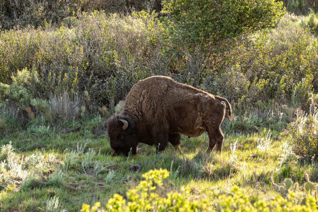 Bison grazing