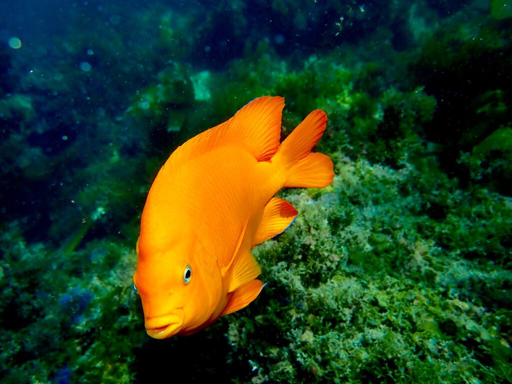 Garibaldi swimming Catalina Island's crystal clear waters