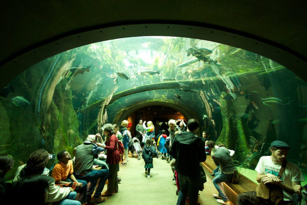 Aquarium exhibits at the California Academy of Science