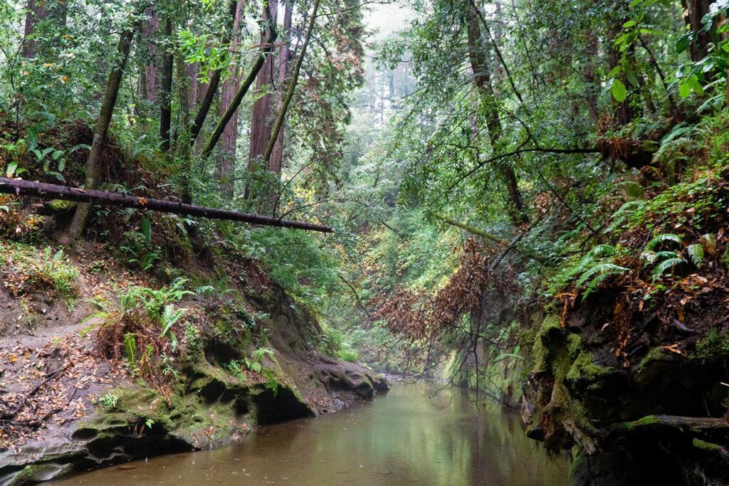 Redwoods along Apots Creek in The Forest of Nisene Marks State Park