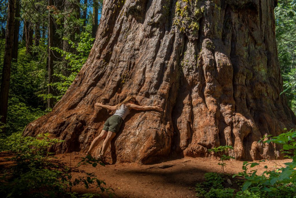 Middle aged woman embracing the base of the trunk of a giant tree, Sequoiadendron giganteum, at Calaveras Big Trees State Park, to provide a scale for size comparisson
