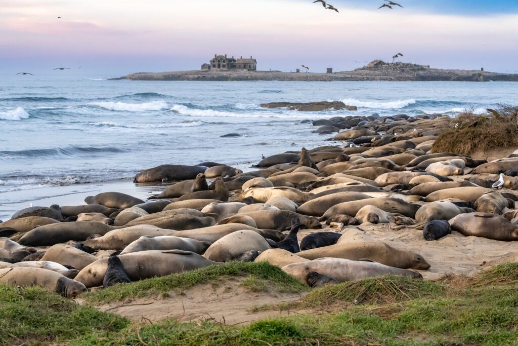 Elephant Seals at Año Nuevo State Beach, California, north of Santa Cruz. many of the babies were born within the last week. The males were breeding and fighting.