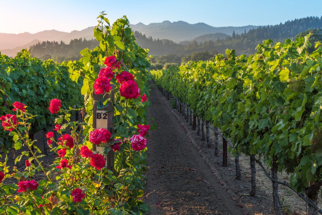Grapevines in rows with mountains in the background at sunset in the Napa Valley