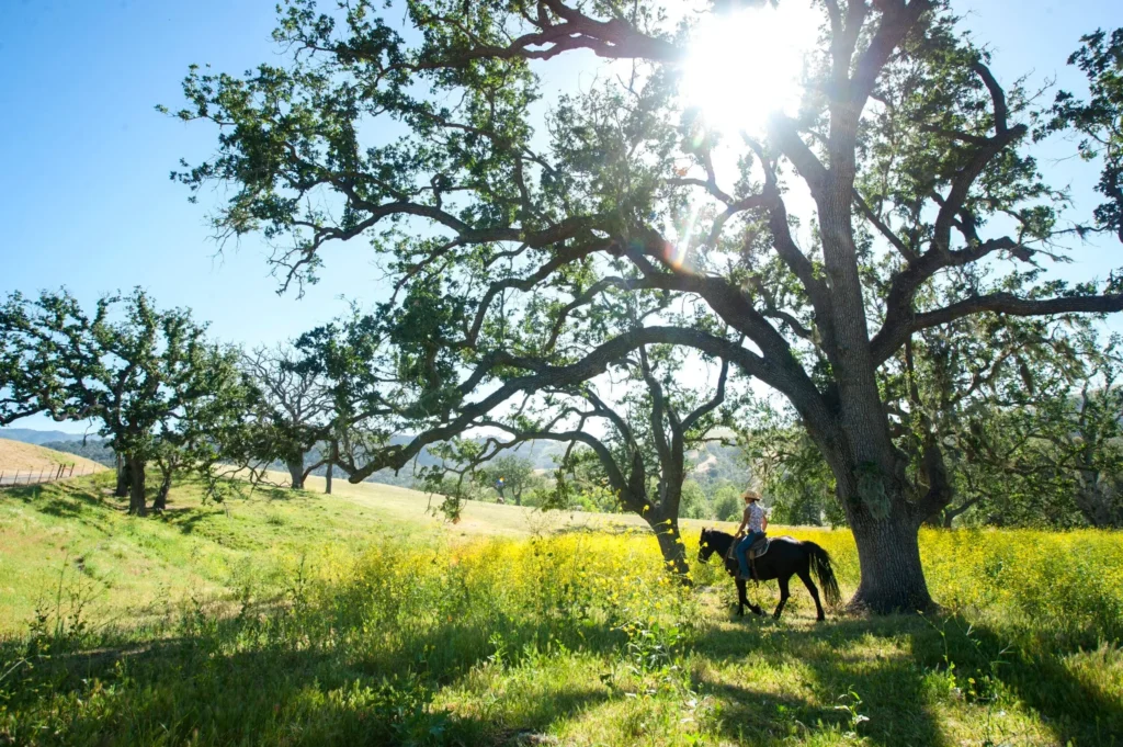 Horseback riding beneath a giant oak tree at Alisal Ranch