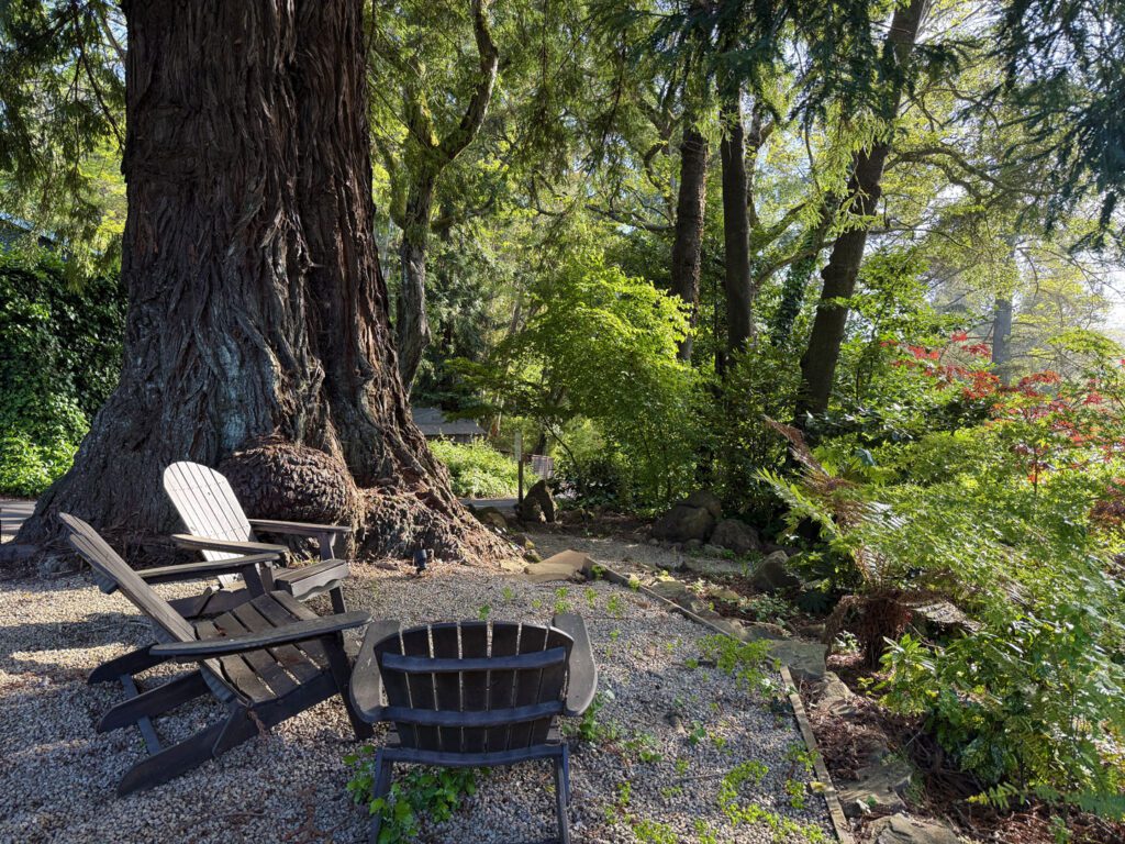 Adirondack chairs beside a redwood tree overlooking the garden at Sand Rock Farm
