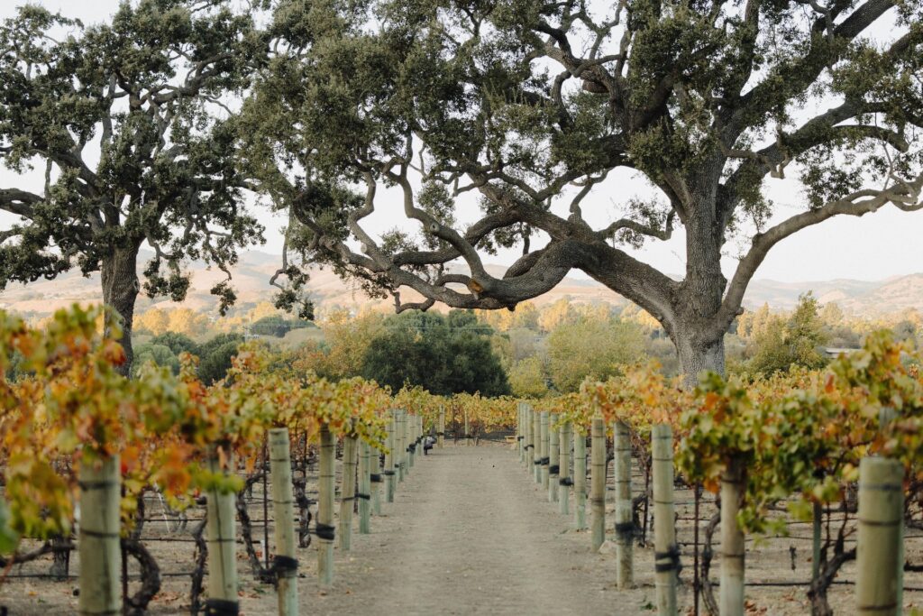 Sprawling oaks and vineyards in the fall at Vega Vineyard and Farm