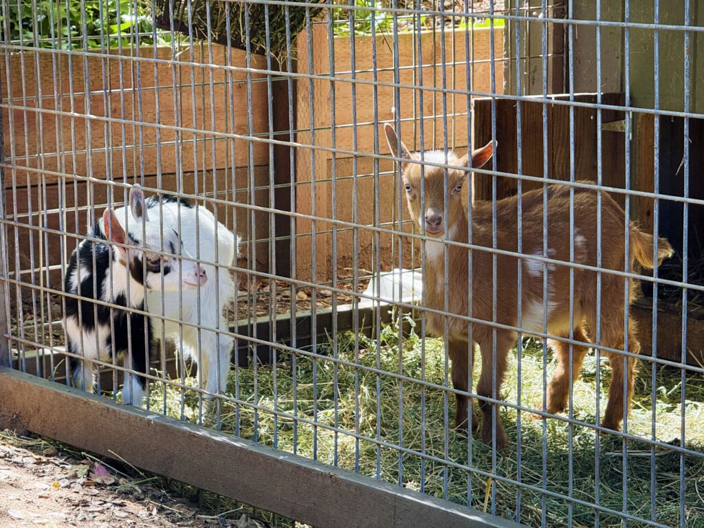 Baby goats at Sand Rock Farm