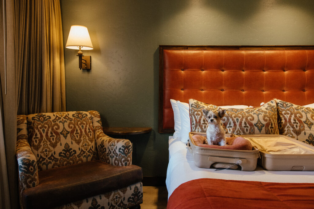 Small dog on a guest room bed at Murieta Inn & Spa
