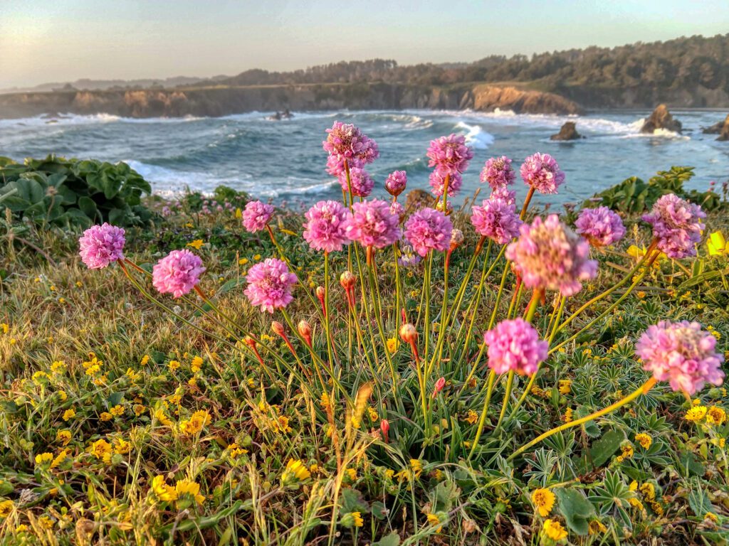 Pink wildflowers on a coastal bluff with the ocean in the background