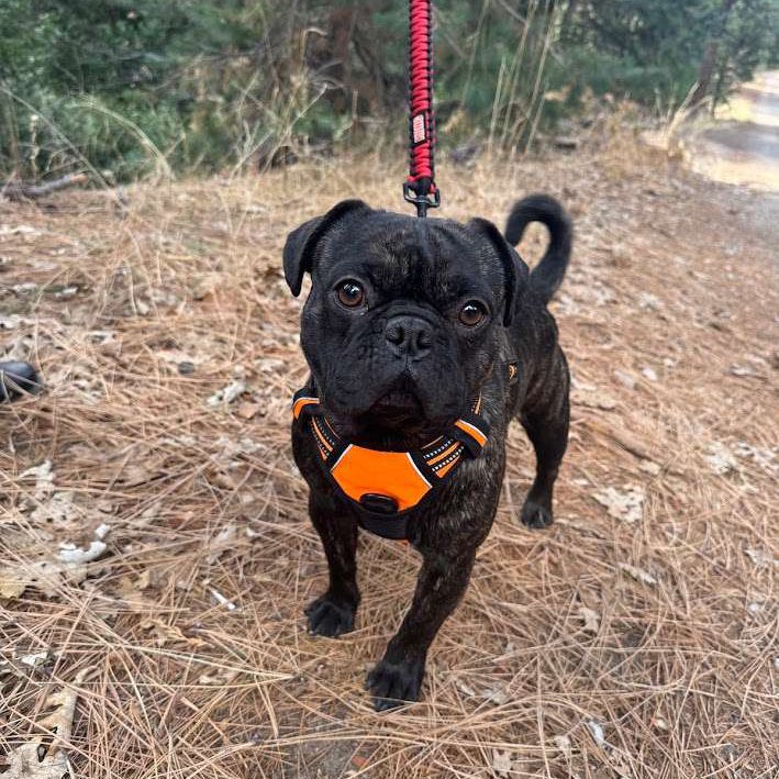 Small dog at Arrowhead Pine Rose Cabins