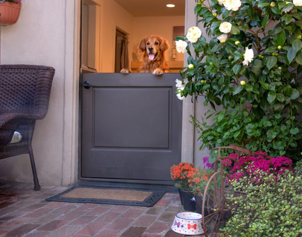 A dog peering from the opened dutch door of a guest room at Carmel Country Inn