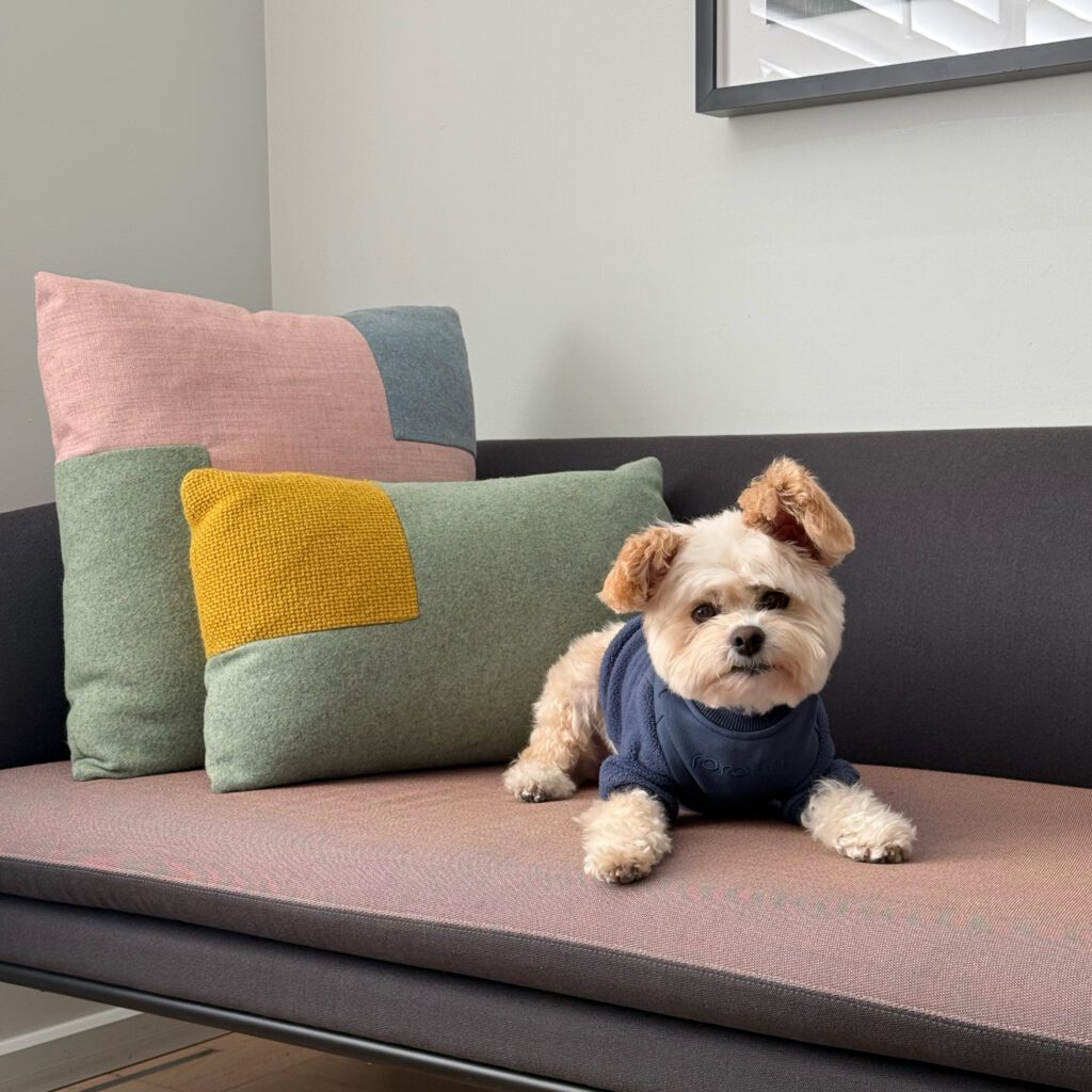 A dog on a loveseat in a guest room at Hotel San Luis Obispo