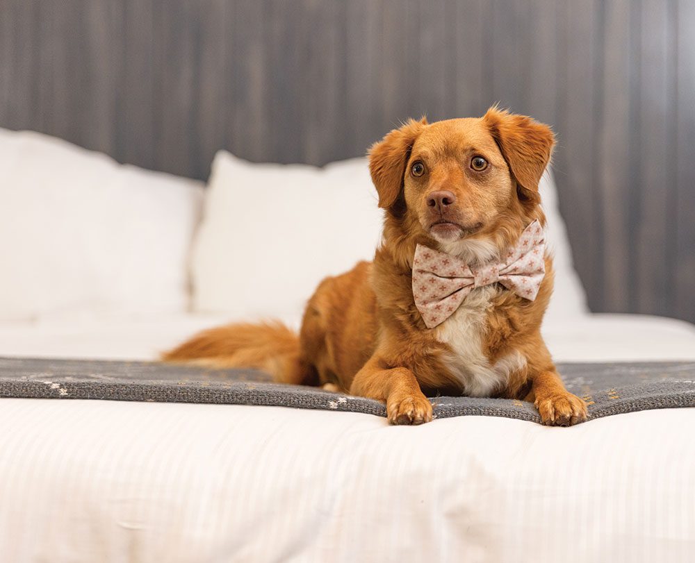 Dog on a guest room bed at The Landsby