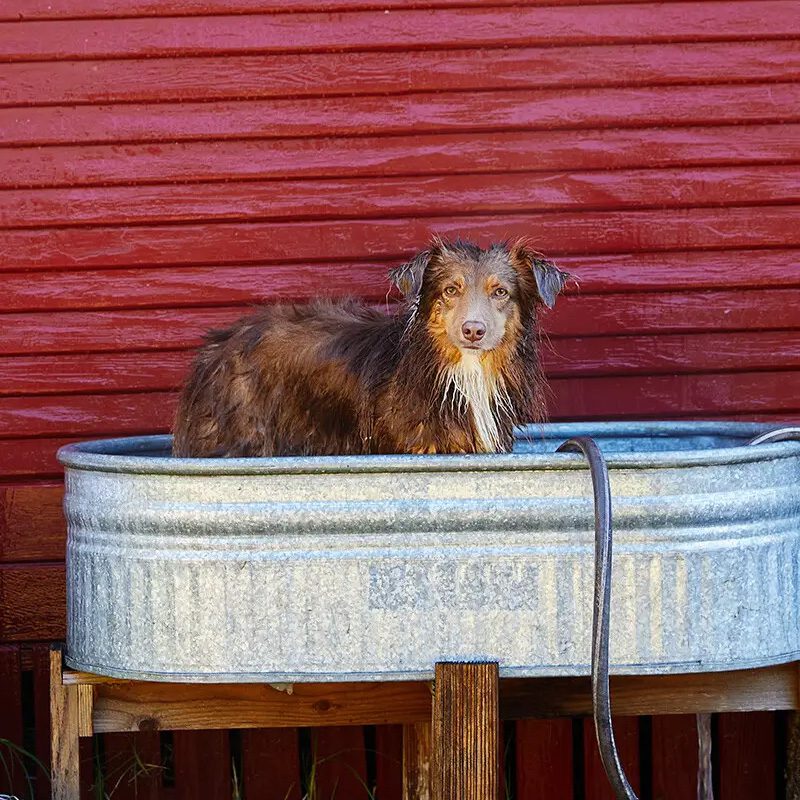 The dog bath at Mar Vista Farm & Cottages