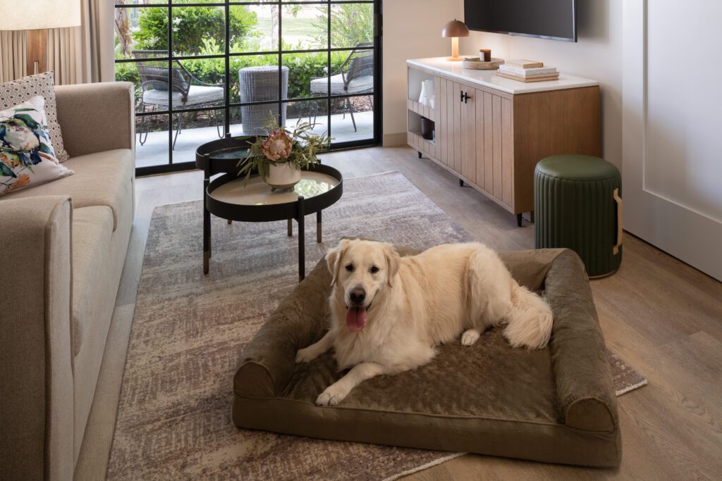 Dog lying on a dog bed in a guest room at The Steward