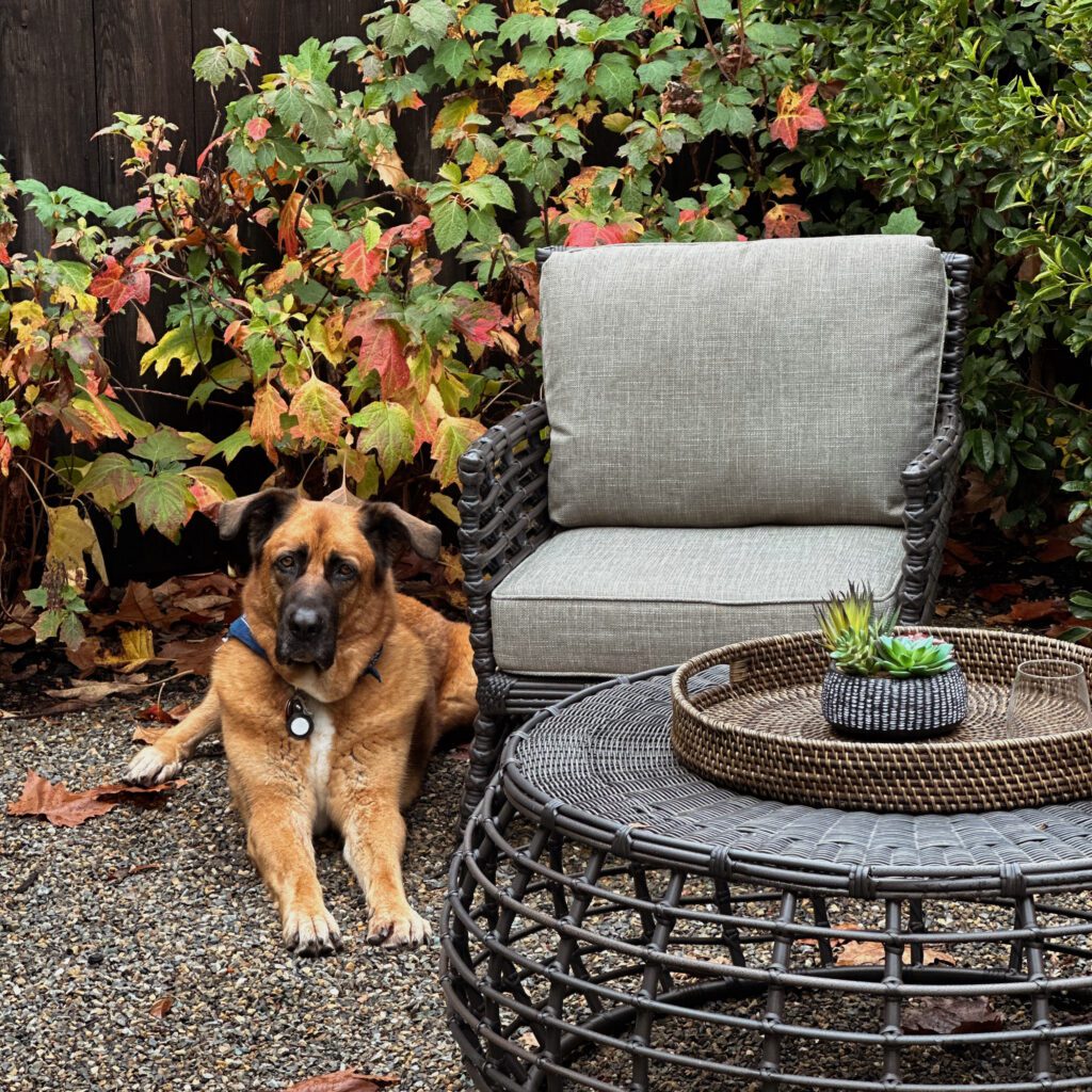 A dog on a private patio of one of the cottages at The Atlas