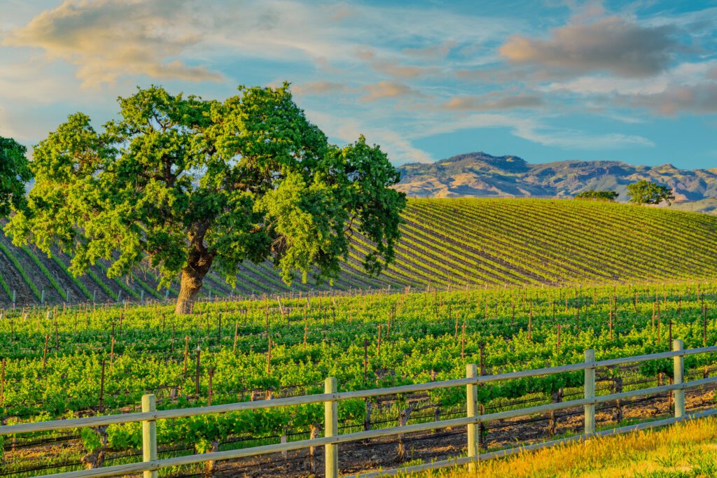 Spring in wine country; rolling hills; rows of crops; lush vegetation; Santa Ynez vineyard
