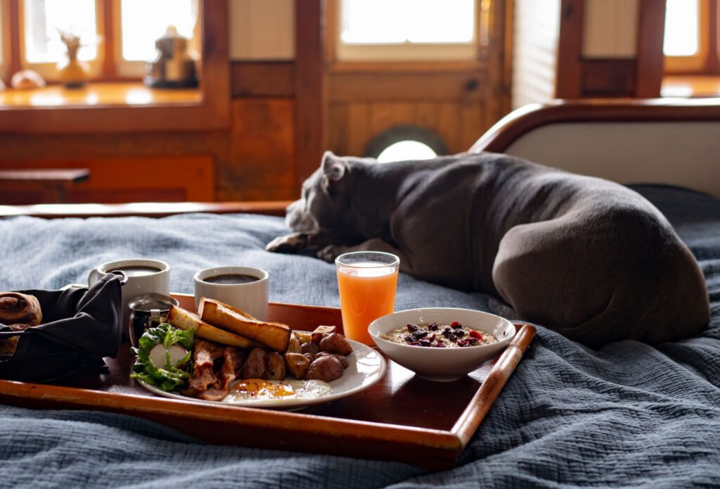 Dog on a guest room bed next to a breakfast tray at NIck's Cove