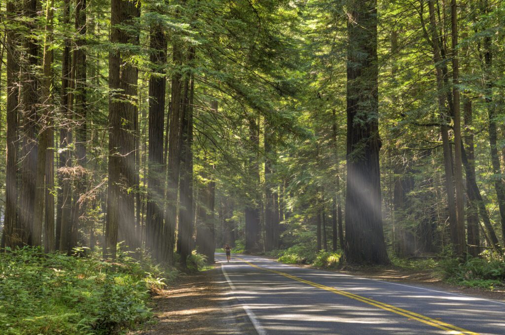 A runner on the road beneath towering redwood trees